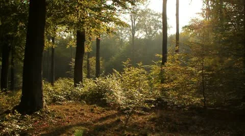 Forest Video stock 9837571