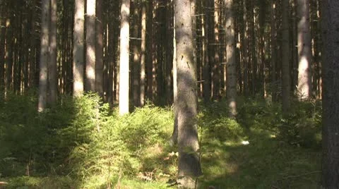 Forest Video stock 10793952