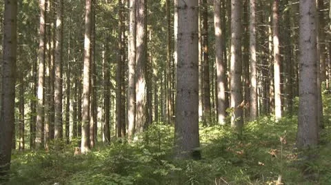 Forest Stock Footage 10793968