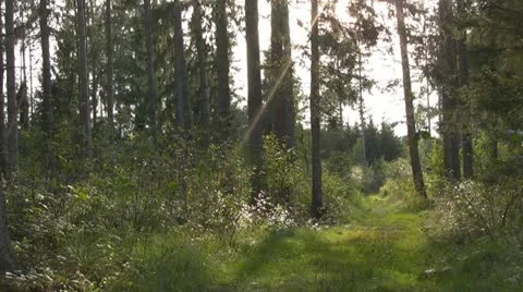 Forest Stock Footage 10887609