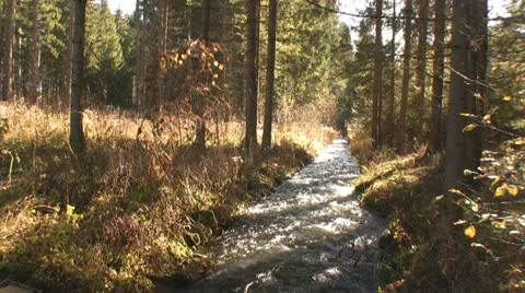 Forest Stock Footage 10887933