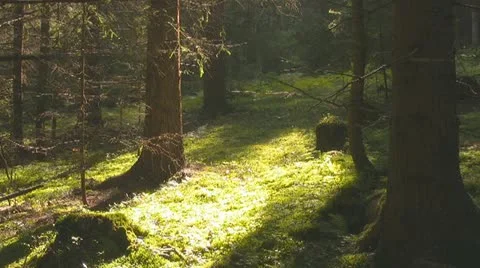 Forest Stock Footage 10888657