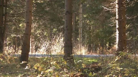 Forest Stock Footage 10888985