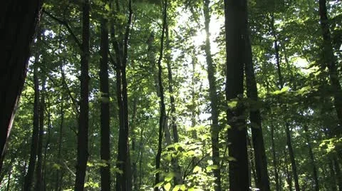 In the forest Stock Footage 11030577
