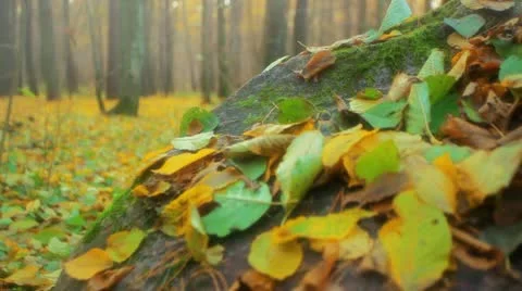 Forest Stock Footage 11073384