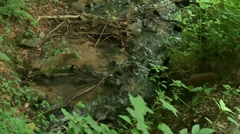 Forest Stock Footage 11130719