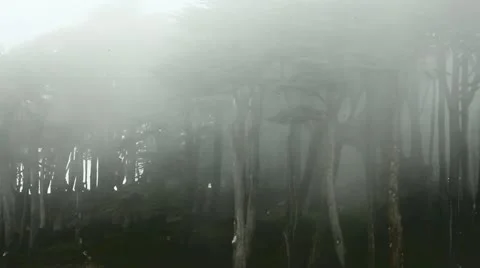 Forest Stock Footage 11142579