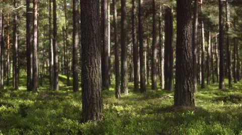 Forest Video stock 11287003