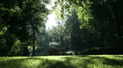 Forest Video stock 11307252