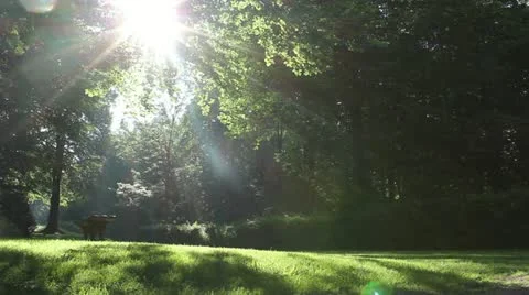 Forest 動画素材 11307450