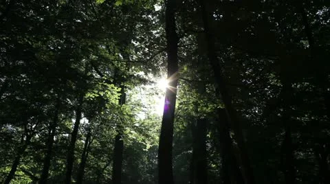 Forest Stock Footage