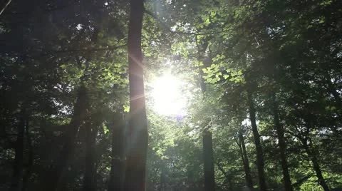 Forest 库存影片 11322922