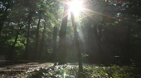 Forest Видео 11344119