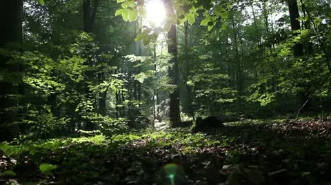 Forest 스톡 동영상 11344173