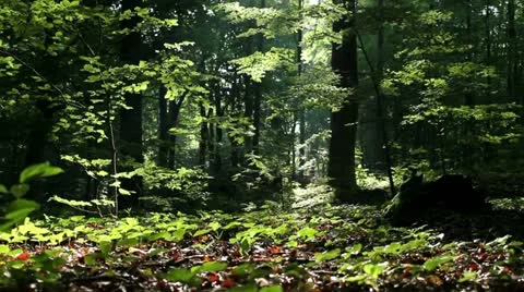Forest Stock Footage 11344182