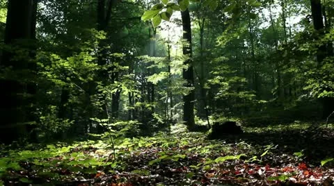 Forest 스톡 동영상 11344277