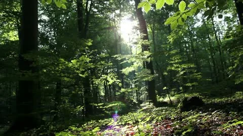 Forest Stock Footage 11344280