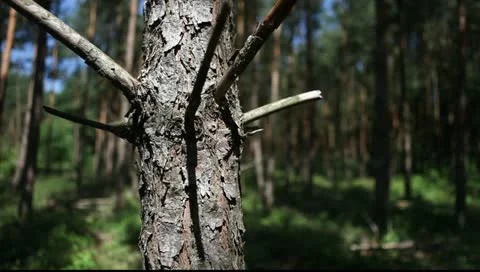 Forest Vídeo Stock 11349150