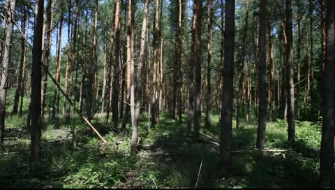 Forest Vídeo Stock 11349161