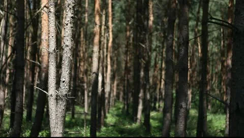 Forest Vídeo Stock 11349164