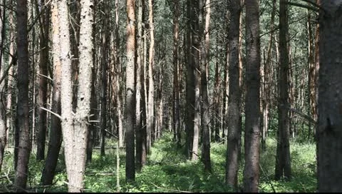 Forest Vídeo Stock 11349166