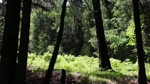 Forest Stock Footage 11634089