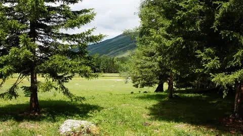 Forest Stock Footage 11634099