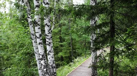 Forest 動画素材 11634109