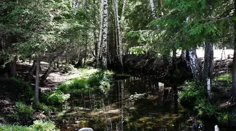 Forest Stock Footage 11634176