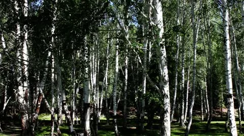 Forest Stock Footage 11634201