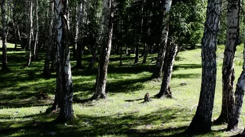 Forest Stock Footage 11634239