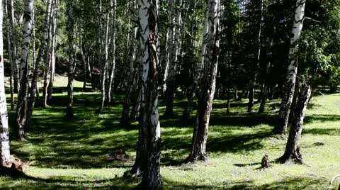 Forest Stock Footage 11634343