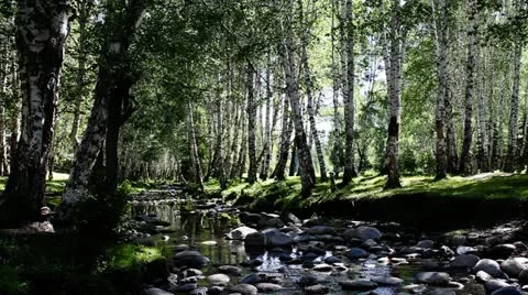 Forest Stock Footage 11634488