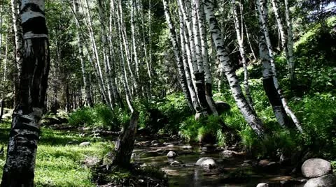 Forest Stock Footage 11634575