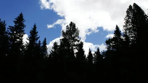 Forest Stock Footage 11634609