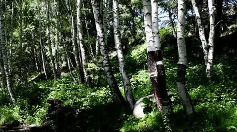 Forest 動画素材 11634859