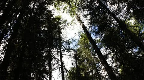 Forest 動画素材 11634929