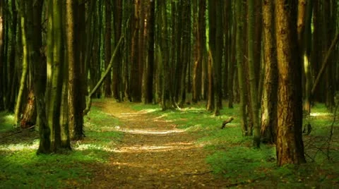 Forest Stock Footage 11945890