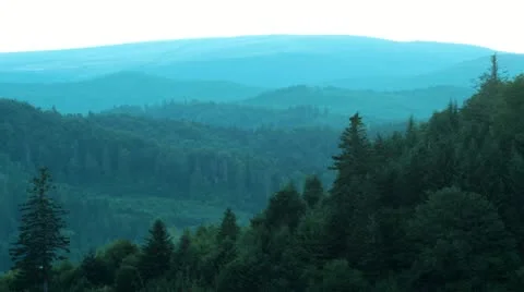 Forest Stock Footage 11976044