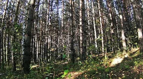 Forest Stock Footage 12097000