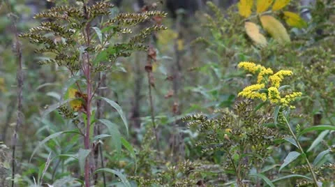 Forest Stock Footage 12381134