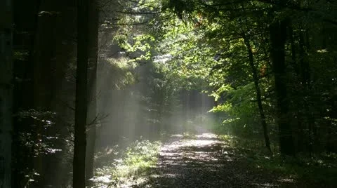 Forest Stockbeeldmateriaal 12418767