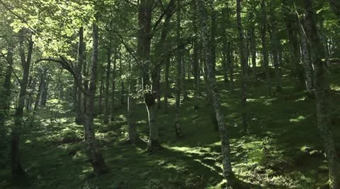 Forest Video stock 12661449