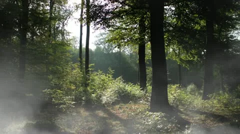 In The Forest Stock Footage 18191112