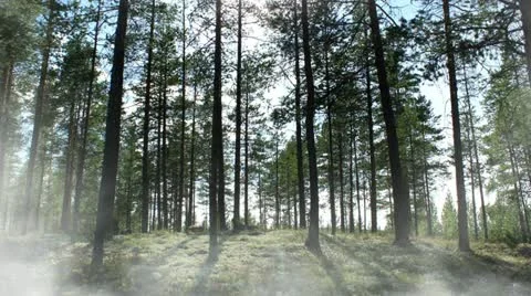 Forest Stock Footage 18191144