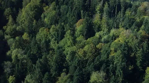 Forest Stock Footage 18197317