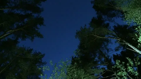 Forest Video stock 20473661