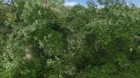 Forest Stock Footage 20505796