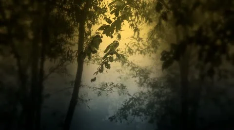 Forest Stock Footage 22109004