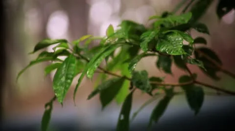 Forest Stock Footage 22109015